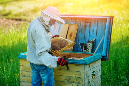Apiary. The beekeeper works with bees near the hives.の写真素材