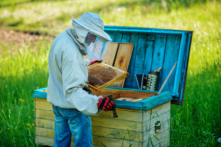 Apiary. The beekeeper works with bees near the hives.の写真素材