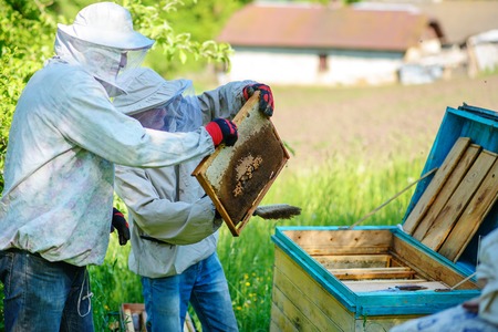 Two beekeepers work on an apiary. Summer.の写真素材