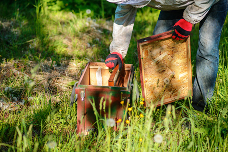 Two beekeepers work on an apiary. Summer.の写真素材