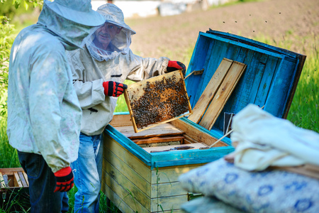 Two beekeepers work on an apiary. Summer.の写真素材