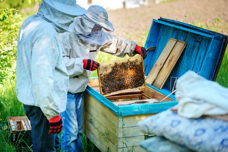 Two beekeepers work on an apiary. Summer.の写真素材