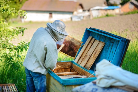 Apiary. The beekeeper works with bees near the hives.の写真素材