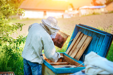 Apiary. The beekeeper works with bees near the hives.の写真素材