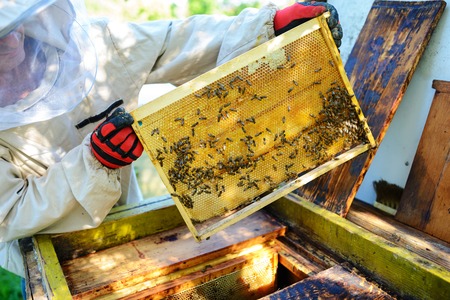 The beekeeper takes the frame with honeycomb from the hive.の写真素材