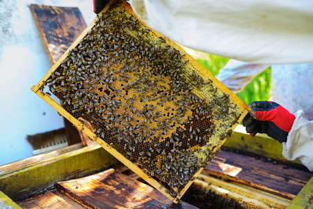 The beekeeper takes the frame with honeycomb from the hive.の写真素材