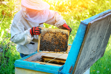 Apiary. The beekeeper works with bees near the hives.の写真素材