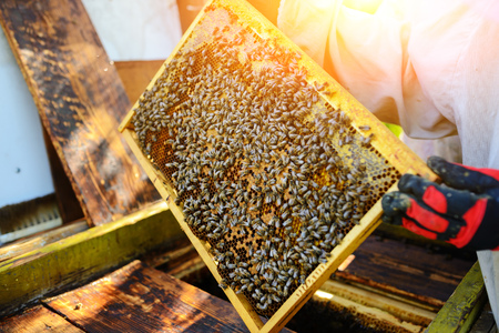 The beekeeper takes the frame with honeycomb from the hive.の写真素材