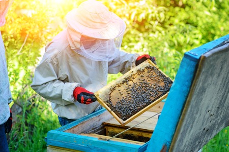 Apiary. The beekeeper works with bees near the hives.の写真素材