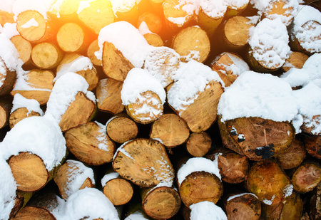 Logging stack in the forest during the winter.