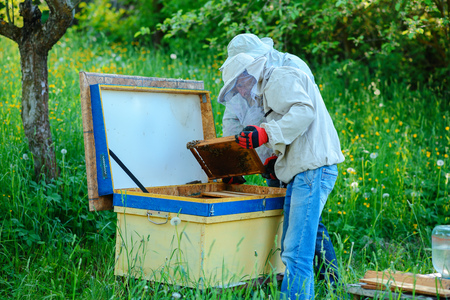 Two beekeepers work on an apiary. Summer.の写真素材