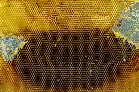 honey comb with honey as a background .の写真素材