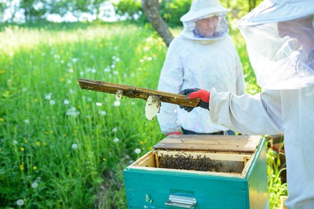The beekeeper takes the frame with honeycomb from the hive.の写真素材