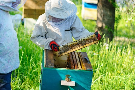 The beekeeper takes the frame with honeycomb from the hive.の写真素材