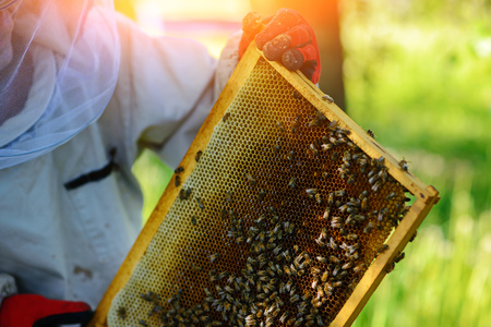 The beekeeper takes the frame with honeycomb from the hive.の写真素材