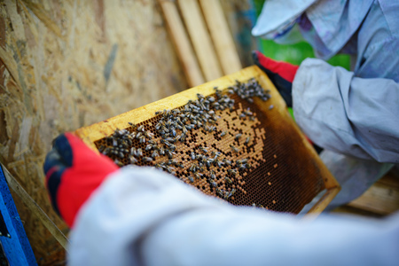 The beekeeper takes the frame with honeycomb from the hive.の写真素材