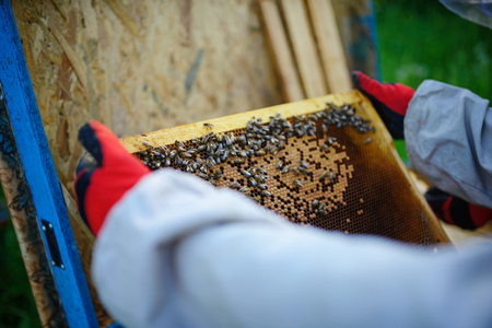 The beekeeper takes the frame with honeycomb from the hive.の写真素材