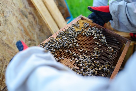 The beekeeper takes the frame with honeycomb from the hive.の写真素材