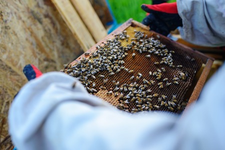 The beekeeper takes the frame with honeycomb from the hive.の写真素材