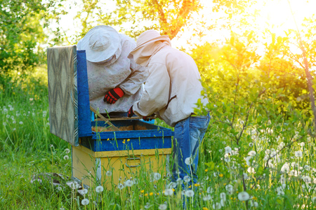 Two beekeepers work on an apiary. Summer.の写真素材