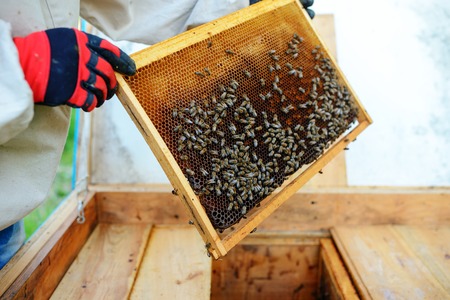 The beekeeper takes the frame with honeycomb from the hive.の写真素材