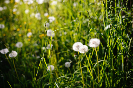 Dandelion in wet green grass with dew lawn backround.の写真素材