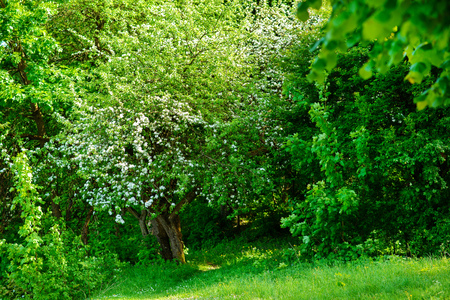 Blossoming tree in spring on rural meadow.の写真素材
