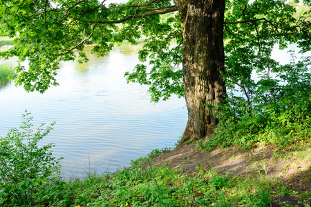 river bank with one tree on a wonderful summer day.の写真素材