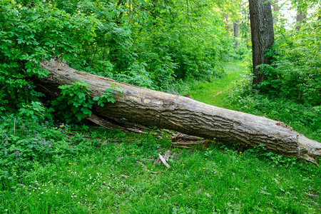 Fallen wooden trunk blocking the dirt road in a lush green spring forest.の写真素材