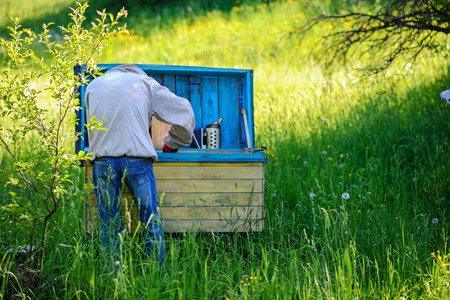 Apiary. The beekeeper works with bees near the hives.の写真素材
