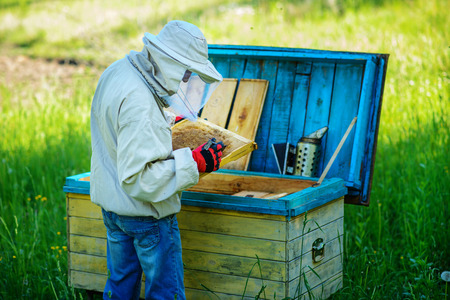 Apiary. The beekeeper works with bees near the hives.の写真素材