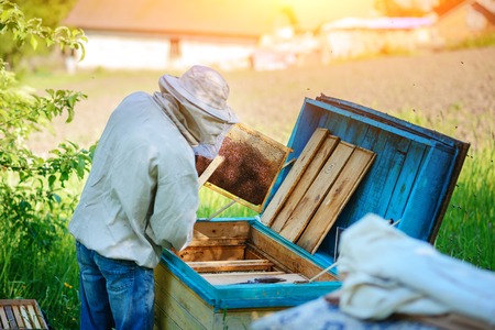 Apiary. The beekeeper works with bees near the hives.の写真素材