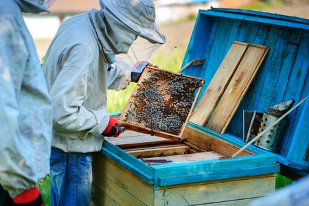 Two beekeepers work on an apiary. Summer.の写真素材
