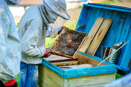 Two beekeepers work on an apiary. Summer.の写真素材
