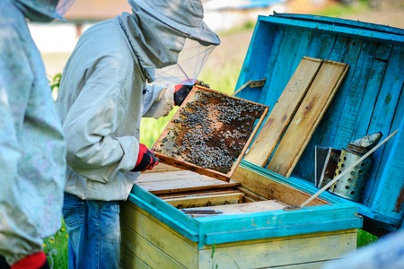Two beekeepers work on an apiary. Summer.の写真素材
