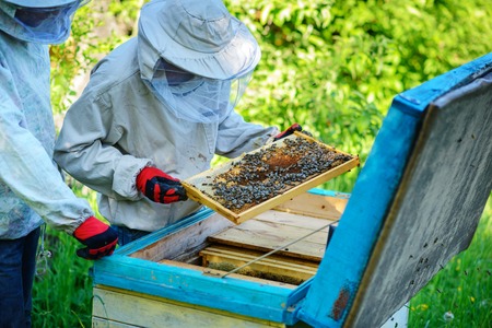 Two beekeepers work on an apiary. Summer.の写真素材
