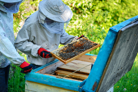 Two beekeepers work on an apiary. Summer.の写真素材