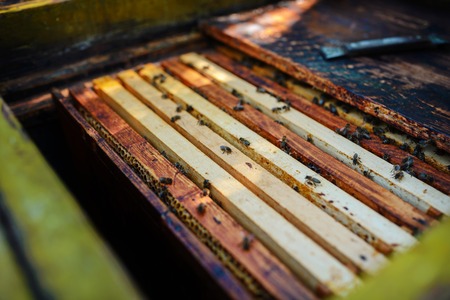 The beekeeper works with a honey bee.の写真素材