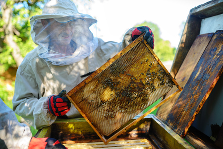 The beekeeper takes the frame with honeycomb from the hive.の写真素材