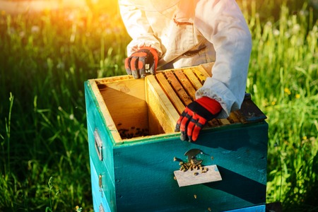 Two beekeepers work on an apiary. Summer.の写真素材