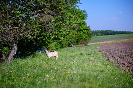 white goat grazing on a green meadow on a sunny day.の写真素材