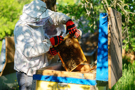 Two beekeepers work on an apiary. Summer.の写真素材