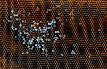 Background texture and pattern of a section of wax honeycomb from a bee hive filled with golden honey in a full frame view.の写真素材