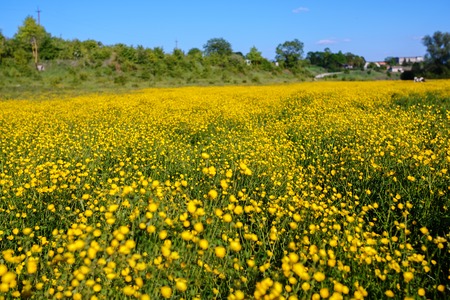 Summer landscape with textured sky and grazing herd of cows on the field, overgrown with yellow flowers. Backgroundの写真素材