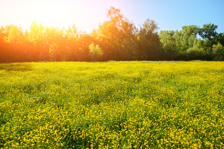 Summer landscape with textured sky and grazing herd of cows on the field, overgrown with yellow flowers. Backgroundの写真素材