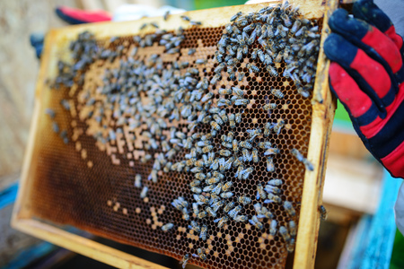 Beekeeper holding frame of honeycomb with bees.の写真素材