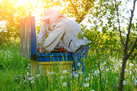 Two beekeepers work on an apiary. Summer.の写真素材