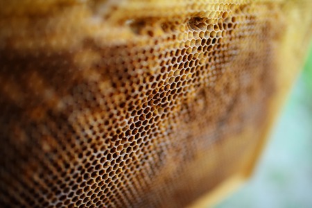 Background texture and pattern of a section of wax honeycomb from a bee hive filled with golden honey in a full frame view.の写真素材