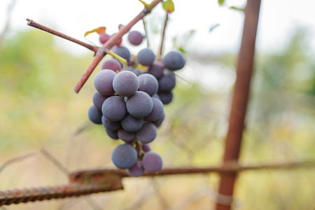 Blue grape cluster against sunlight closeup view.の写真素材