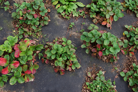 strawberry seedlings in a green house on a farm.の写真素材